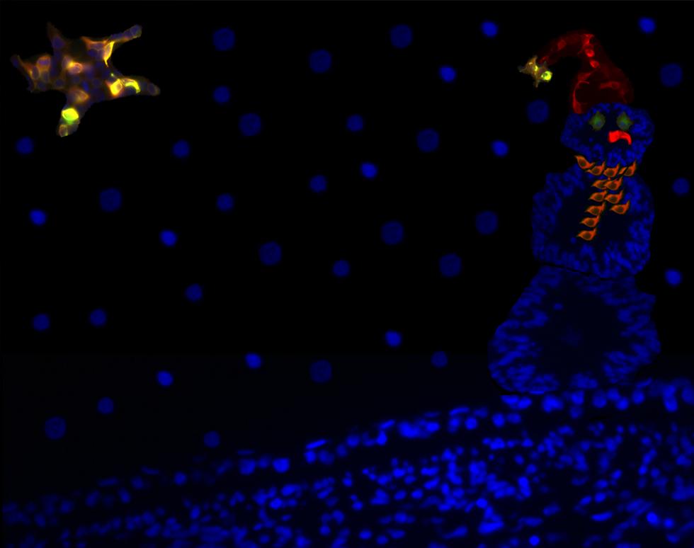 Frosty the Cellman - Sarah Williams